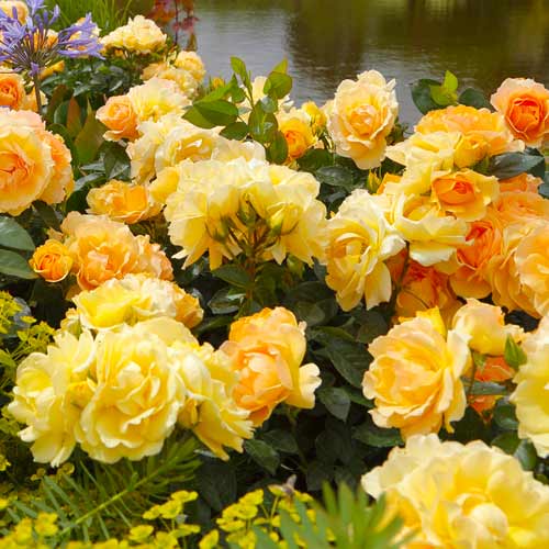 Strauchrose Rose Hansestadt Rostock® interface.art Bild 1 Strauchrose Rose Hansestadt Rostock® interface.image 1 interface.art 5508