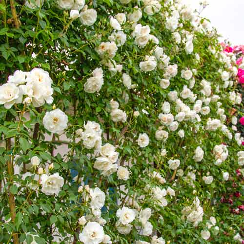 Strauchrose Rose Iceberg®, C5 interface.image 1 interface.art 5510