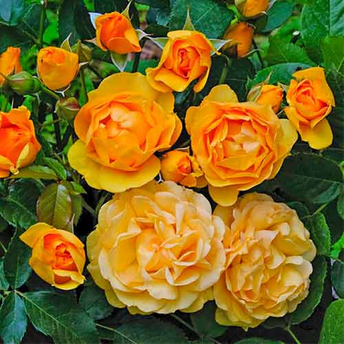Strauchrose Rose Julia Child® interface.art Bild 1 Strauchrose Rose Julia Child® interface.image 1 interface.art 5511