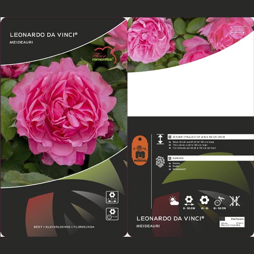 Beetrose Leonardo da Vinci®, C3 interface.art Bild 3 Beetrose Leonardo da Vinci®, C3 interface.image 3 interface.art 4553