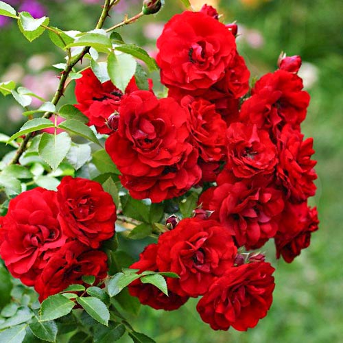 Blumenstrauß Rose Little Buckaroo interface.art Bild 1 Blumenstrauß Rose Little Buckaroo interface.image 1 interface.art 4997