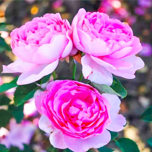 Blumenstrauß Rose Magic Aroma ®, C3 interface.art Bild 1 Blumenstrauß Rose Magic Aroma ®, C3 interface.image 1 interface.art 2066
