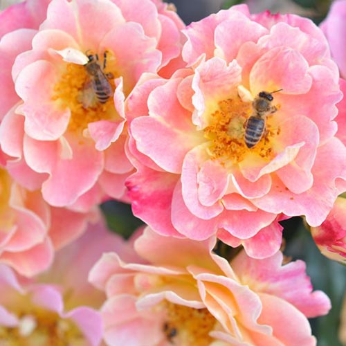 Rose Mella Exotic interface.image 1 interface.art 4974