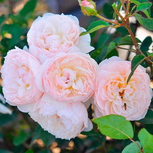 Blumenstrauß Rose Natural Aroma ®, C3 interface.art Bild 1 Blumenstrauß Rose Natural Aroma ®, C3 interface.image 1 interface.art 2067