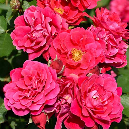 Blumenstrauß Rose Nera Reka interface.art Bild 1 Blumenstrauß Rose Nera Reka interface.image 1 interface.art 5002