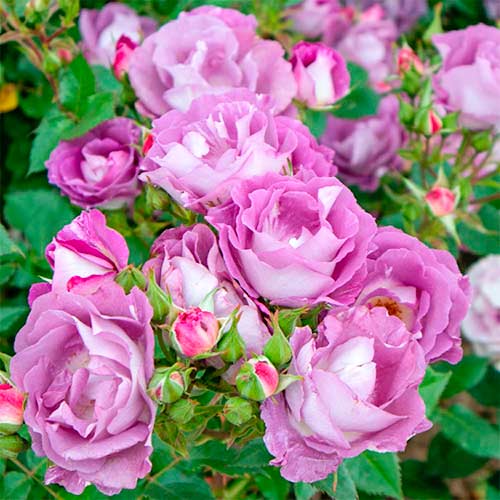 Strauchrose Rose Pacific Dream®, C5 interface.image 1 interface.art 5513