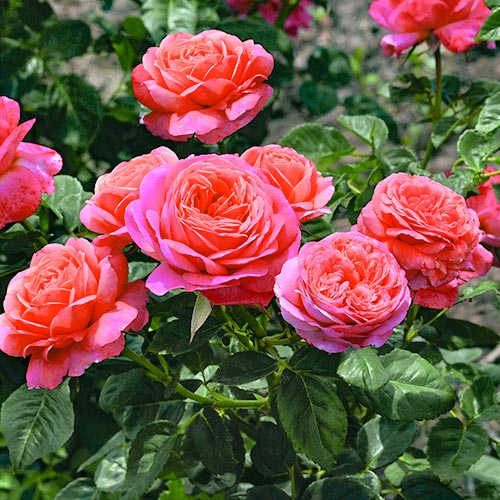 Blumenstrauß Rose Peach Vaza interface.art Bild 1 Blumenstrauß Rose Peach Vaza interface.image 1 interface.art 5003