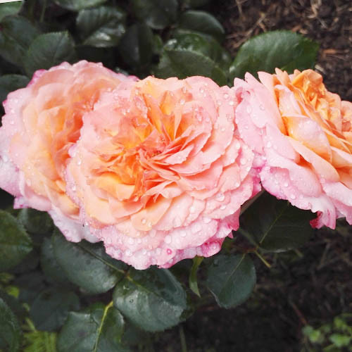 Rose Picotee Vaza (Menge im Paket: 1 Pflanze) interface.image 1 interface.art 4979