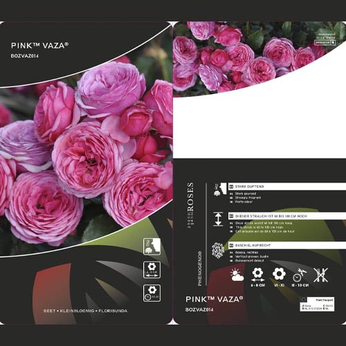 Beetrose Pink Vaza®, C3 interface.art Bild 2 Beetrose Pink Vaza®, C3 interface.image 2 interface.art 5004