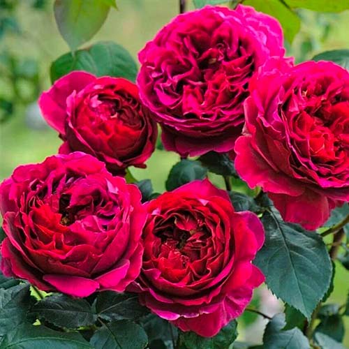 Blumenstrauß Rose Pure Aroma ®, C3 interface.art Bild 1 Blumenstrauß Rose Pure Aroma ®, C3 interface.image 1 interface.art 2068