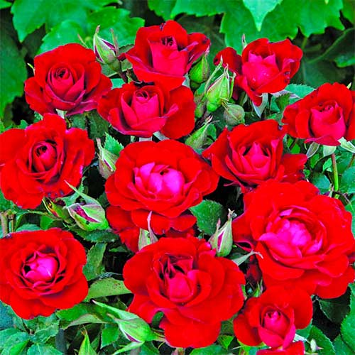 Strauchrose Rose Red Spot® interface.art Bild 1 Strauchrose Rose Red Spot® interface.image 1 interface.art 5514