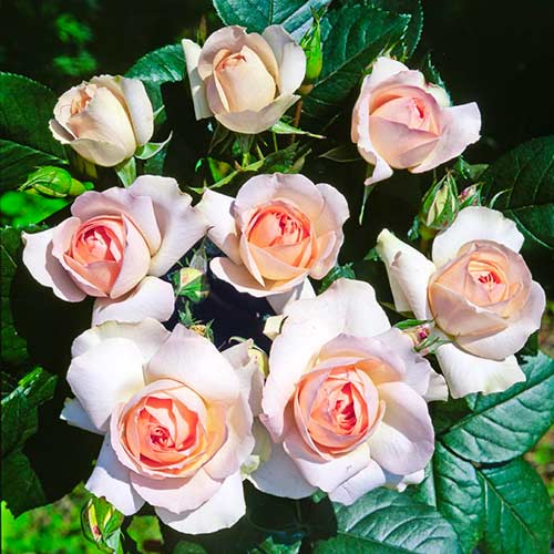 Strauchrose Rose Sans Souci®, C5 interface.image 1 interface.art 5515