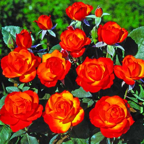 Strauchrose Rose Tempi Moderni® interface.art Bild 1 Strauchrose Rose Tempi Moderni® interface.image 1 interface.art 5518
