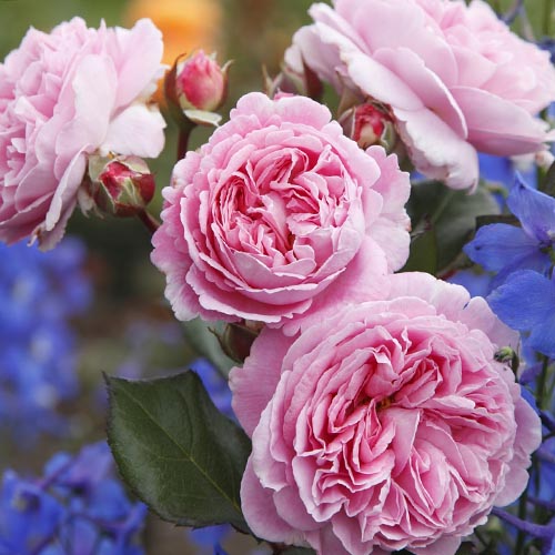 Rose Vaza Lavender interface.image 1 interface.art 4975