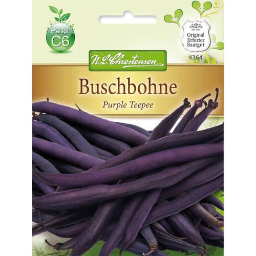 Buschbohne Purple Teepee interface.art Bild 1 Buschbohne Purple Teepee interface.image 1 interface.art 78823