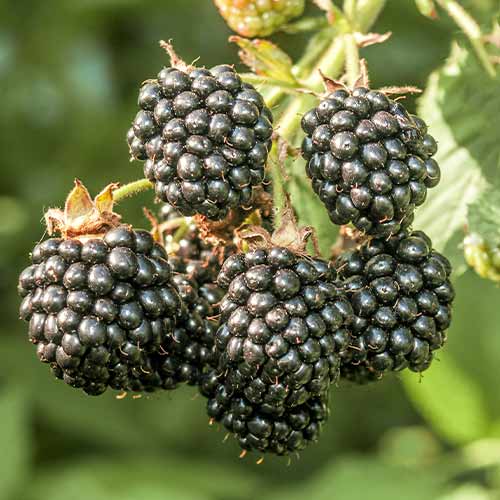 Brombeere Chester interface.image 1 interface.art 7612