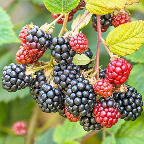 Brombeere Navaho interface.image 1 interface.art 7504