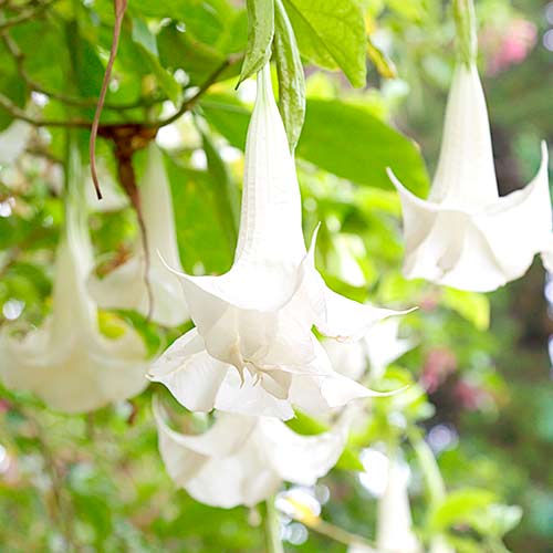 Brugmansia Angel's White interface.art Bild 1 Brugmansia Angel's White interface.image 1 interface.art 76636