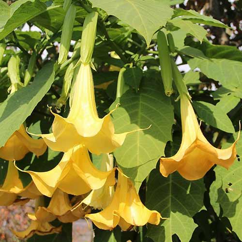 Brugmansia Angel's Yellow interface.art Bild 1 Brugmansia Angel's Yellow interface.image 1 interface.art 76637