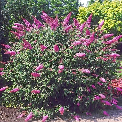 Buddleia Border Beauty interface.art Bild 1 Buddleia Border Beauty interface.image 1 interface.art 9006