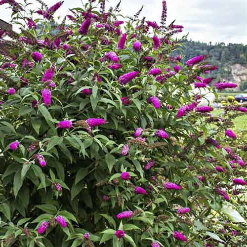 Buddleia Miss Ruby PBR, C3 interface.image 1 interface.art 8514