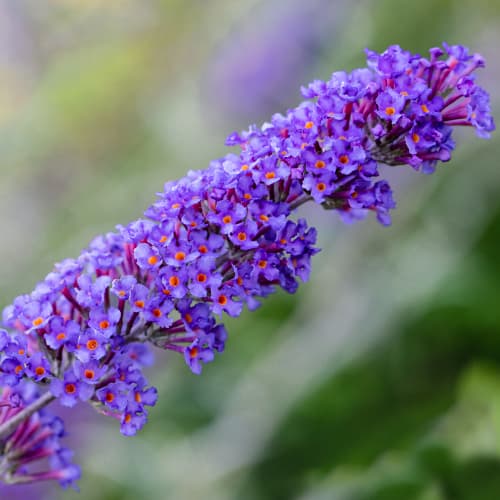 Buddleia Nanho Blue interface.art Bild 1 Buddleia Nanho Blue interface.image 1 interface.art 9659