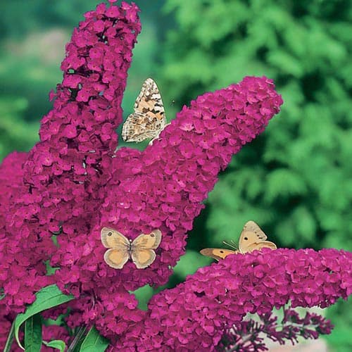 Buddleia Royal Red interface.art Bild 1 Buddleia Royal Red interface.image 1 interface.art 9011