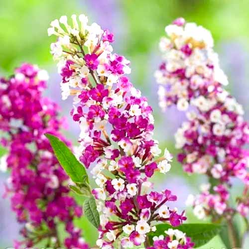 Buddleja davidii Berries Cream interface.art Bild 1 Buddleja davidii Berries Cream interface.image 1 interface.art 77802