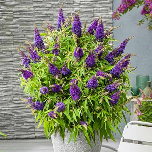 Buddleja davidii Little Purple interface.art Bild 1 Buddleja davidii Little Purple interface.image 1 interface.art 77803