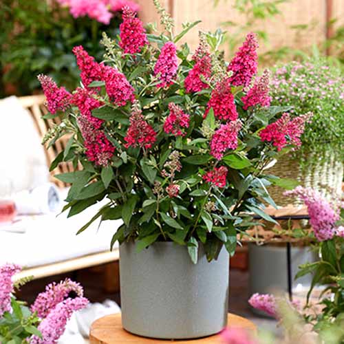 Buddleja davidii Little Ruby interface.art Bild 1 Buddleja davidii Little Ruby interface.image 1 interface.art 77804