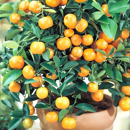 Calamondinorange Panama Orange interface.art Bild 1 Calamondinorange Panama Orange interface.image 1 interface.art 76645