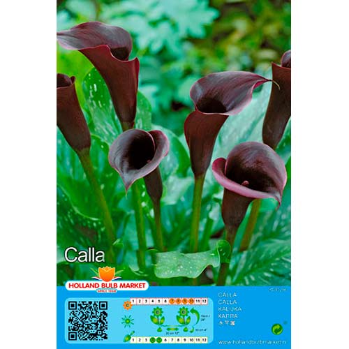 Calla Black interface.art Bild 1 Calla Black interface.image 1 interface.art 76395