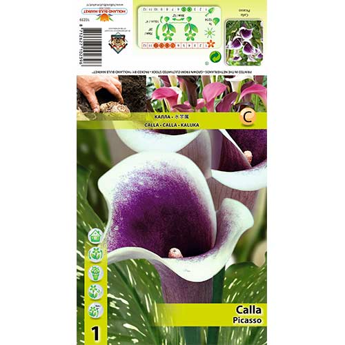 Calla Picasso interface.image 1 interface.art 70362