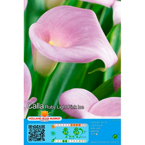 Calla Pink interface.art Bild 1 Calla Pink interface.image 1 interface.art 76397
