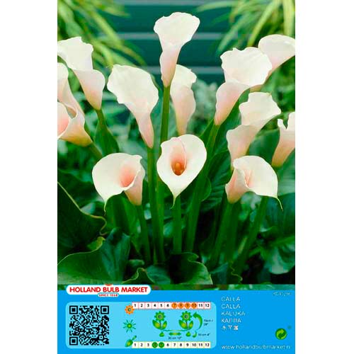 Calla White interface.art Bild 1 Calla White interface.image 1 interface.art 76399