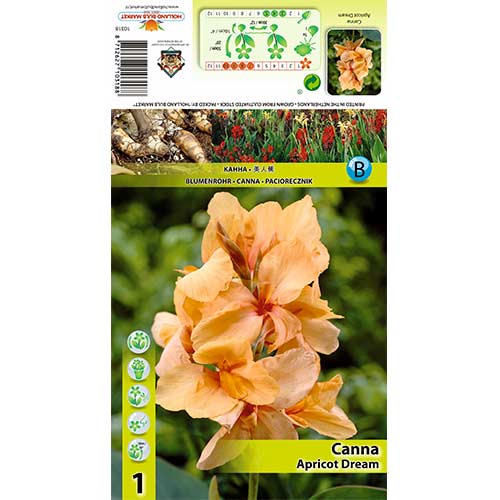 Canna Apricot Dream interface.art Bild 1 Canna Apricot Dream interface.image 1 interface.art 70363