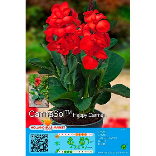 Canna Happy Carmen interface.art Bild 1 Canna Happy Carmen interface.image 1 interface.art 76400