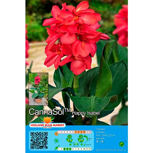 Canna (Cannasol) Happy Isabel interface.art Bild 1 Canna (Cannasol) Happy Isabel interface.image 1 interface.art 70365