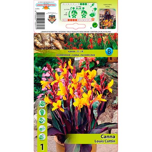 Canna Louis Cottin interface.art Bild 1 Canna Louis Cottin interface.image 1 interface.art 76196