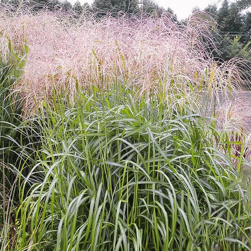 Chinaschilf (Miscanthus) Desert Gold interface.art Bild 1 Chinaschilf (Miscanthus) Desert Gold interface.image 1 interface.art 1561