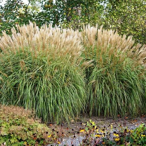 Chinaschilf (Miscanthus) Herman Mussel interface.art Bild 1 Chinaschilf (Miscanthus) Herman Mussel interface.image 1 interface.art 4085