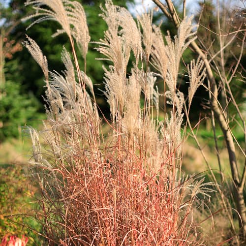 Chinaschilf (Miscanthus) Little Miss, P9 interface.image 1 interface.art 5868