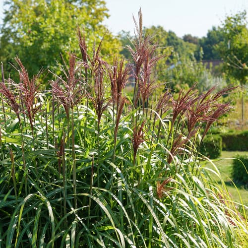 Chinaschilf (Miscanthus) Malepartus interface.art Bild 1 Chinaschilf (Miscanthus) Malepartus interface.image 1 interface.art 4087