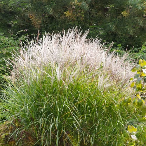 Chinaschilf (Miscanthus) Silberspine interface.art Bild 1 Chinaschilf (Miscanthus) Silberspine interface.image 1 interface.art 1562