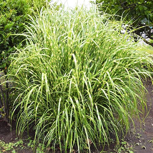 Chinaschilf (Miscanthus) Zebrinus, P9 interface.image 1 interface.art 5658