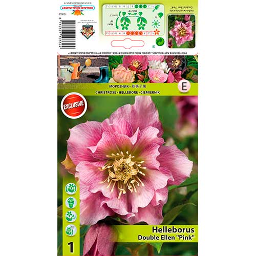 Christrose Double Ellen Pink interface.art Bild 1 Christrose Double Ellen Pink interface.image 1 interface.art 76262