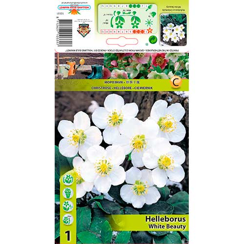 Christrose White Beauty interface.art Bild 1 Christrose White Beauty interface.image 1 interface.art 76264