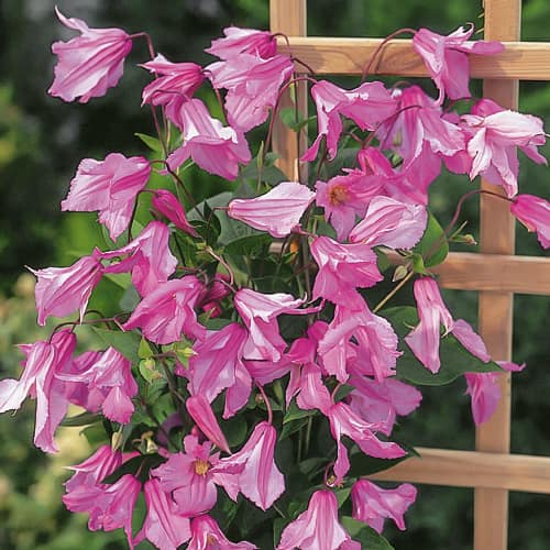 Clematis Alionushka, С2 interface.art Bild 1 Clematis Alionushka, С2 interface.image 1 interface.art 1550