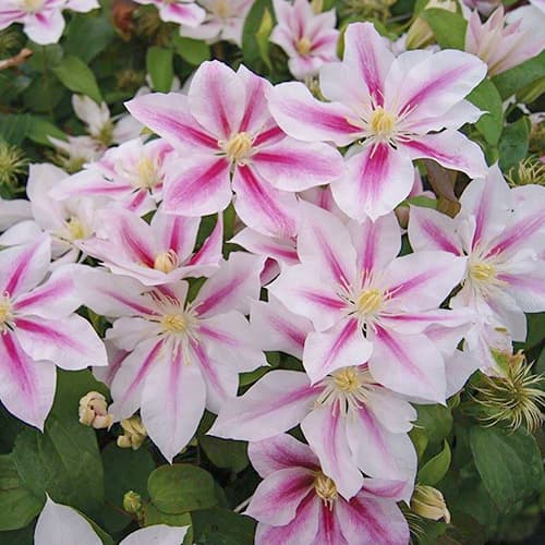 Clematis Andromeda, С2 interface.art Bild 1 Clematis Andromeda, С2 interface.image 1 interface.art 1551