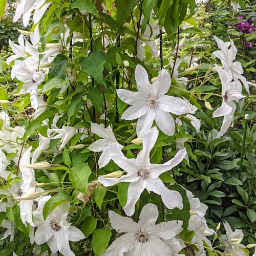Clematis Beautiful Bride, С2 interface.art Bild 1 Clematis Beautiful Bride, С2 interface.image 1 interface.art 5465